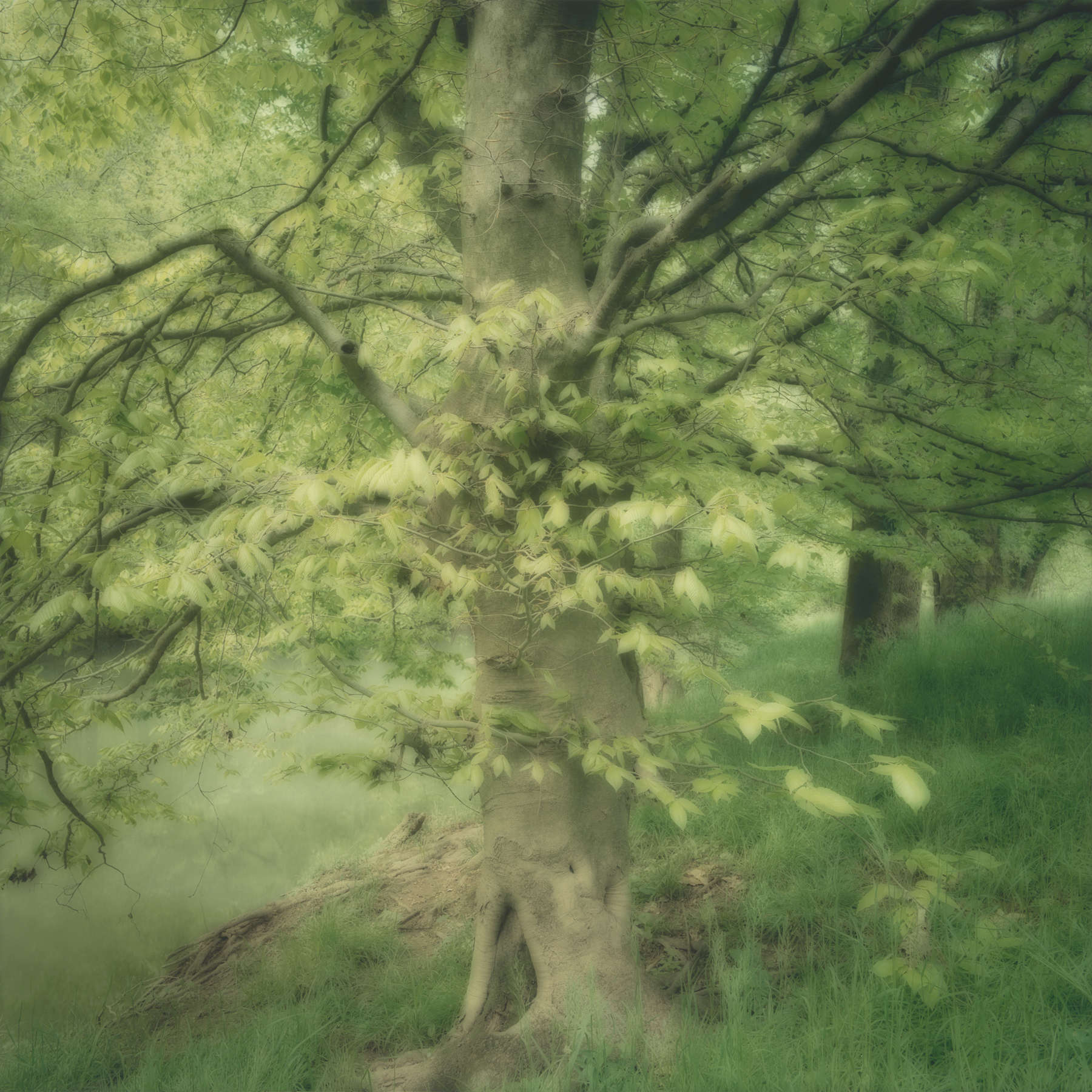 Reflection Riding Arboretum, TN, (4-03-18c-4)