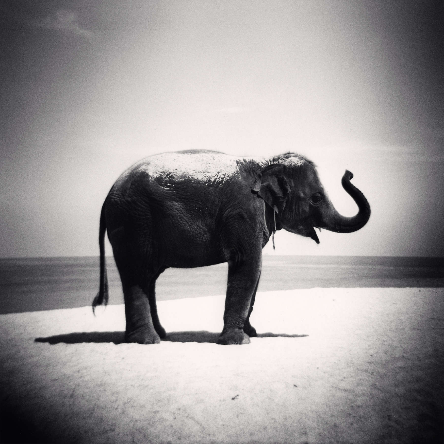 Michael Kenna, Baby Elephant, Phuket, Thailand, 2011