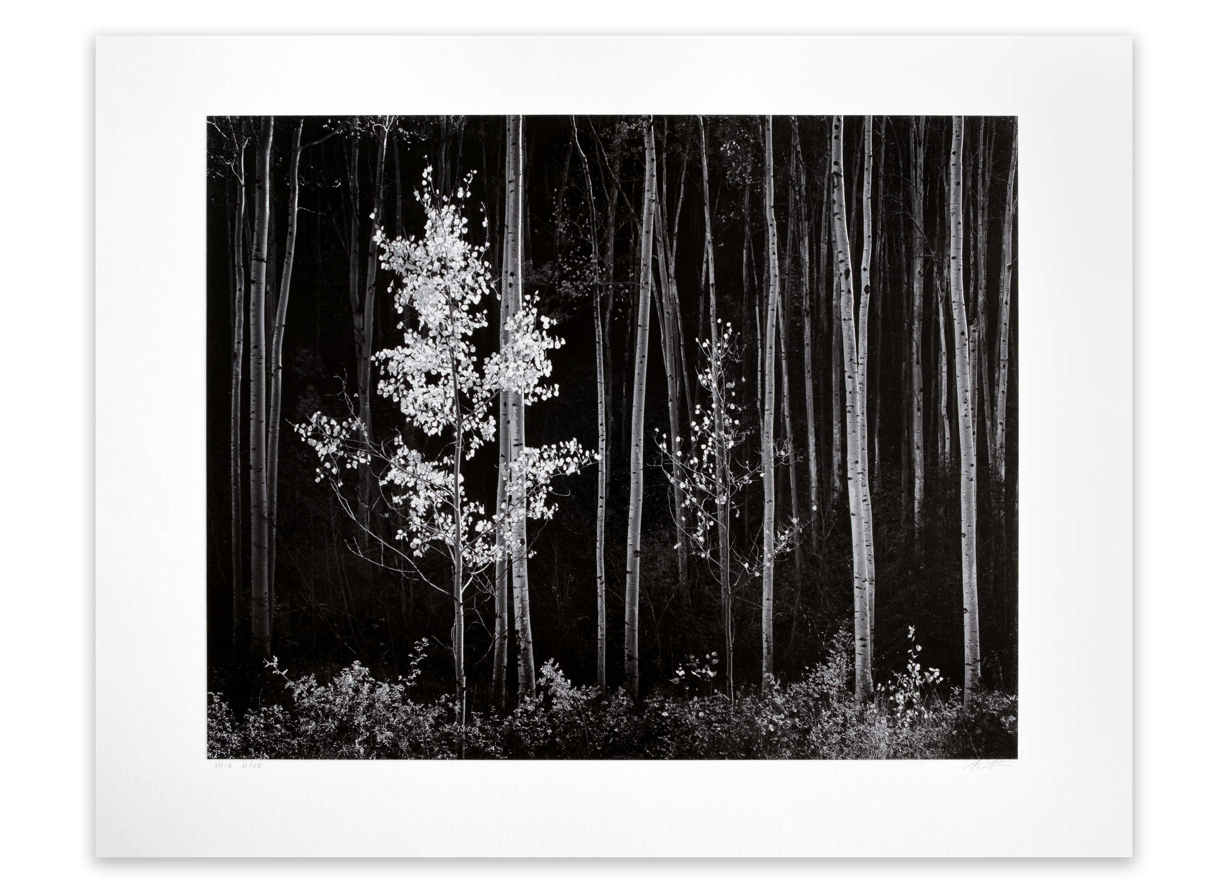 Aspens, Northern New Mexico, From Portfolio VII