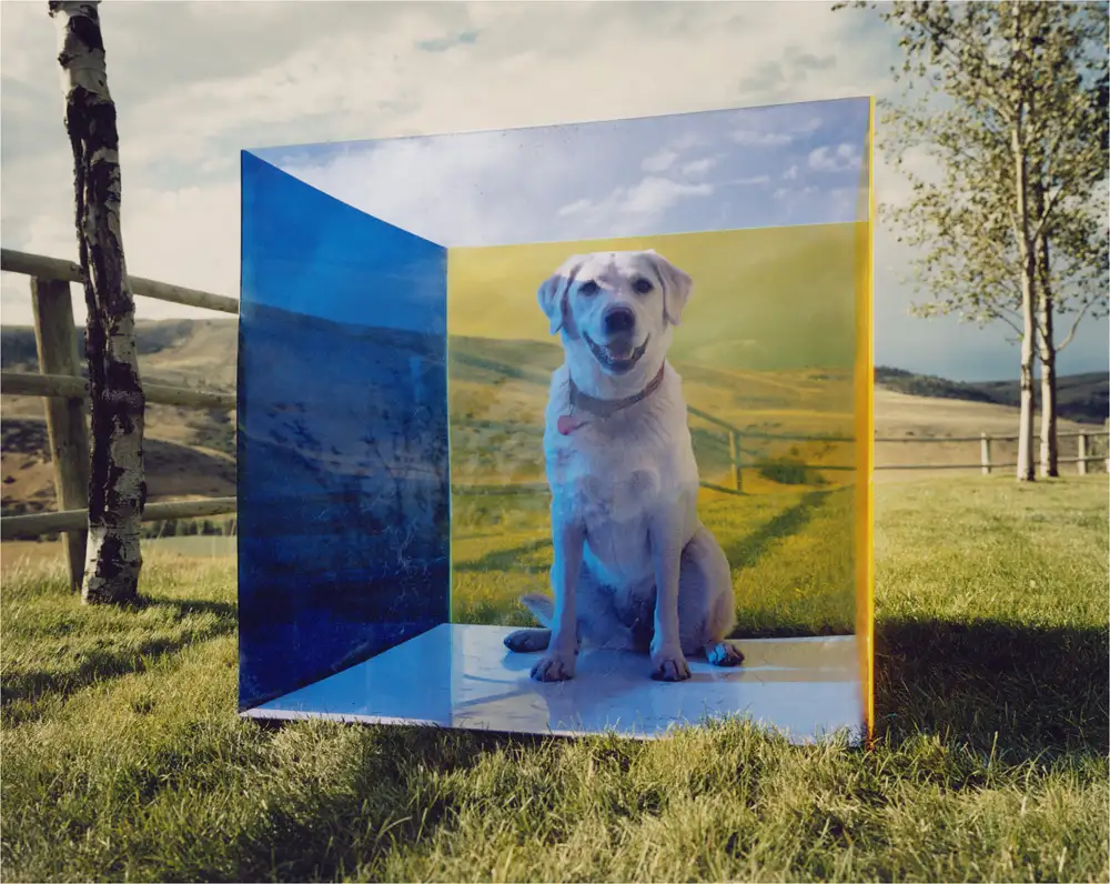Untitled (Montana Dog) 