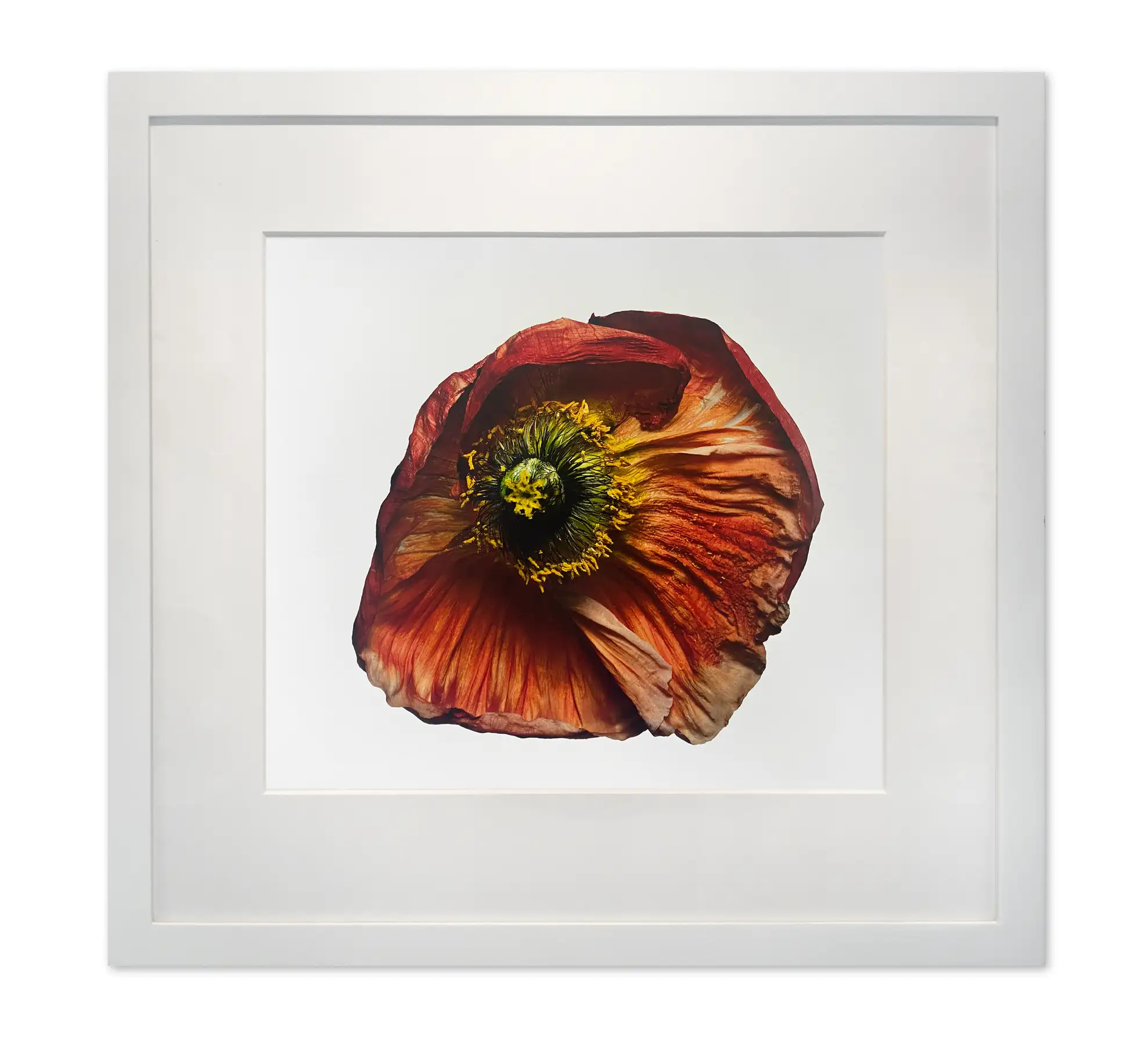 Iceland Poppy/Papaver nudicaule (B), New York (IP.P.1223)