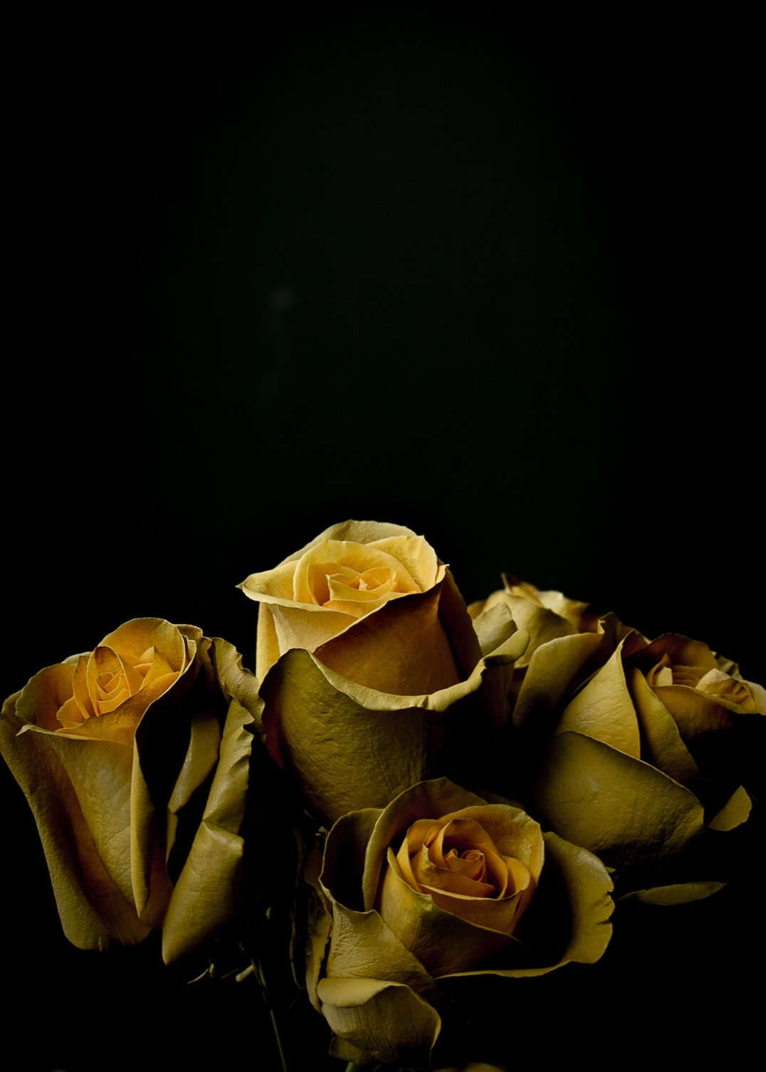 Yellow Roses