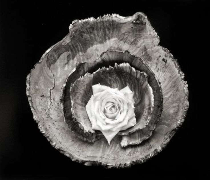 Rose Bowl Still Life