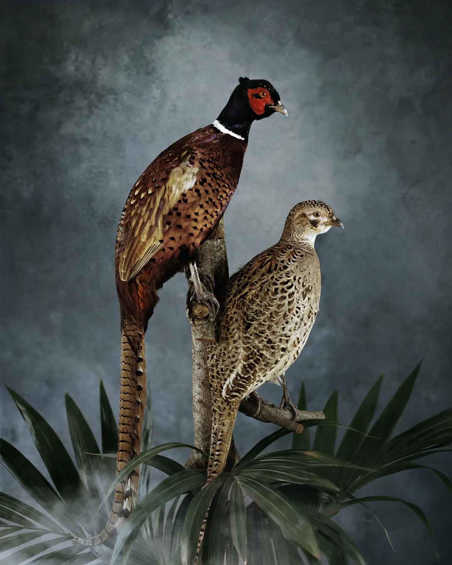 Untitled #21, Phoenix