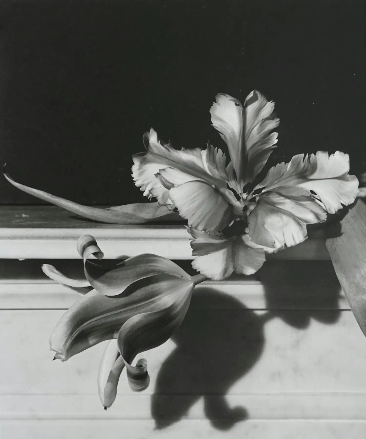 Tulips on Mantle, Oyster Bay, NY