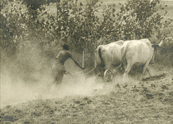 Dust, vintage chloride print, 6 1/4 x 8 inches