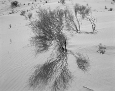 Plant and Shadow, carbon pigment print