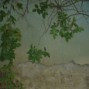 Flora Brooke, Untitled (Florence) 1