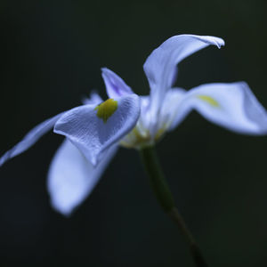 Nicolas Pittman, Untitled, 2013