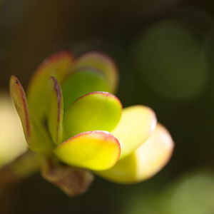 Nicolas Pittman, Untitled, 2013