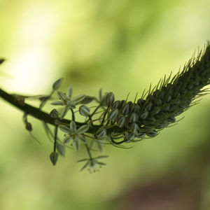 Nicolas Pittman, Untitled, 2013