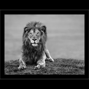 Timothy Dunn, Your Majesty (b/w), 2022