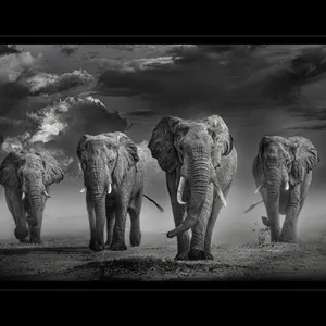 Timothy Dunn, Amboseli Nirvana (b/w), 2022