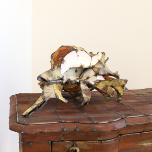 Hannah Kidd, Cook Island Conch, 2020