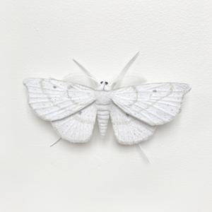 Elizabeth Thomson, Moth #8, 2017