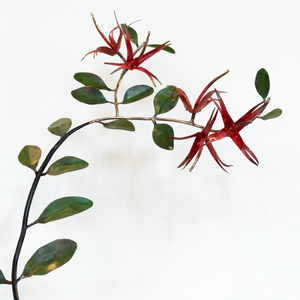 Bing Dawe, Above Lake Ōhau - Containers with Tunariki and branches Mistletoe and Beech, 2024