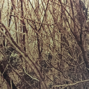 Dorothy Simpson Krause, Backwater, 2008