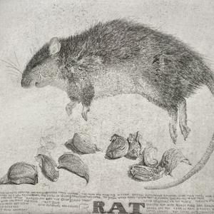 Charles Donker, Rat met staart en knoflook I, 2007-2009