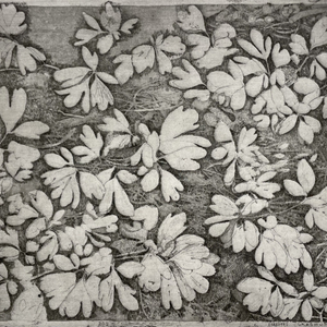 Charles Donker, Holwortel (Corydalis cava), 2025