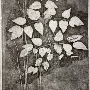 Charles Donker, Bosrank IV (Clematis vitalba), 2024