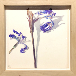 Delphine D. Garcia, 4.VI.20, 2020