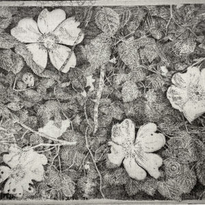 Charles Donker, Hondsroos (Rosa canina), 2024