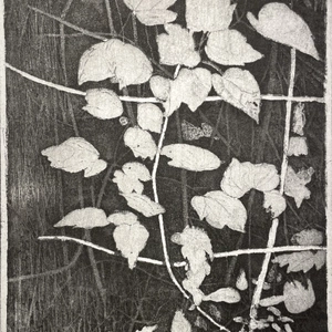 Charles Donker, Bosrank II (Clematis vitalba), 2024