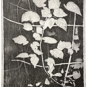 Charles Donker, Bosrank II (Clematis vitalba), 2024