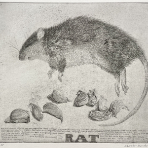 Charles Donker, Rat met staart en knoflook I, 2007-2009
