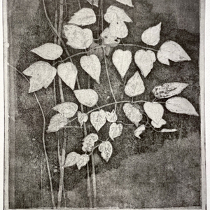 Charles Donker, Bosrank IV (Clematis vitalba), 2024