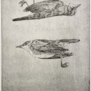 Charles Donker, Studie van een tjiftjaf, 2023