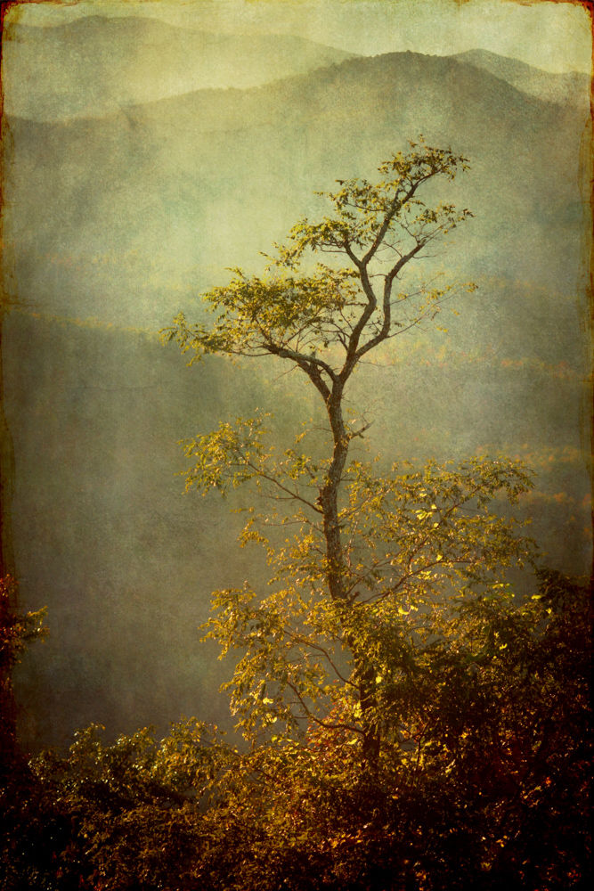 Wendi Schneider Locust, 2016 pigment ink on vellum over white gold leaf 18 x 12.5 inches