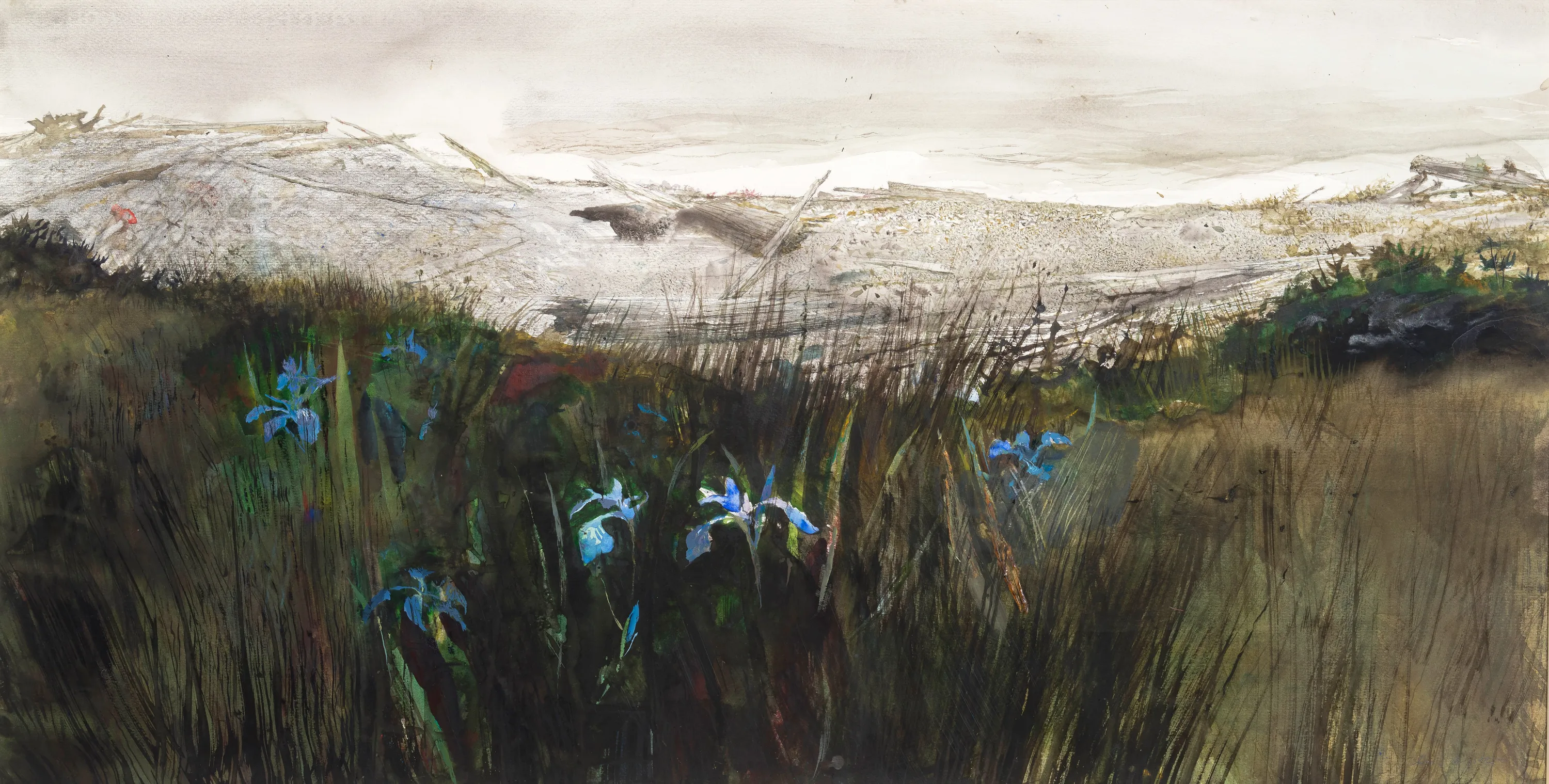 Northern Blue Flags or Iris Versicolor are native to the wetlands of Maine. The vibrant purple-blue flowers bloom from May...