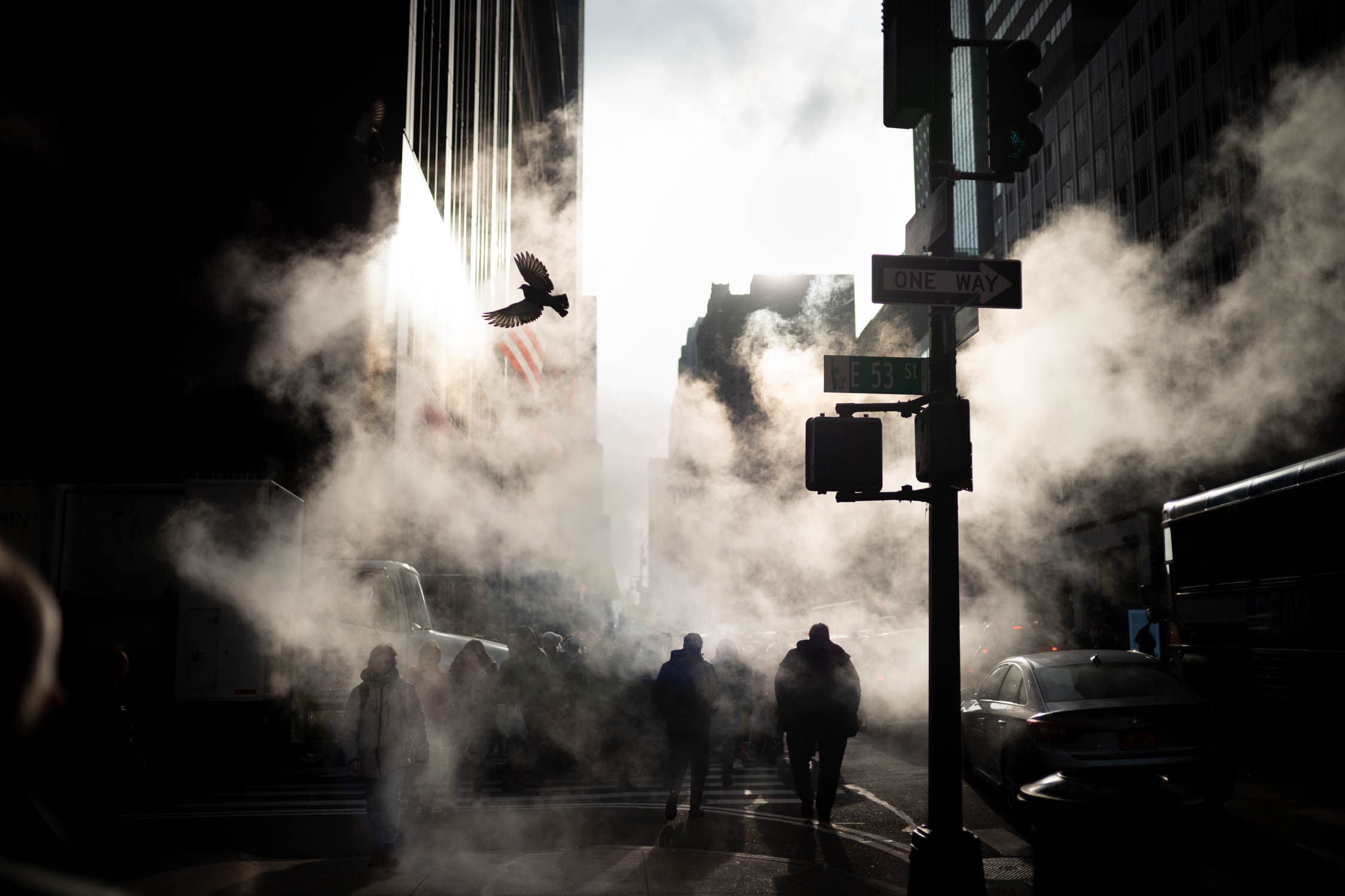 PHIL PENMAN, BIRD ON 5TH AVENUE, 2020