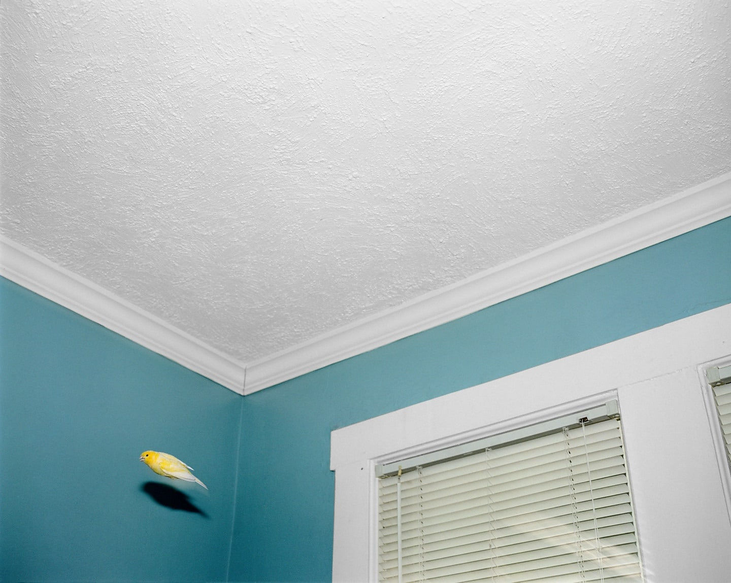 Jason Lazarus Untitled