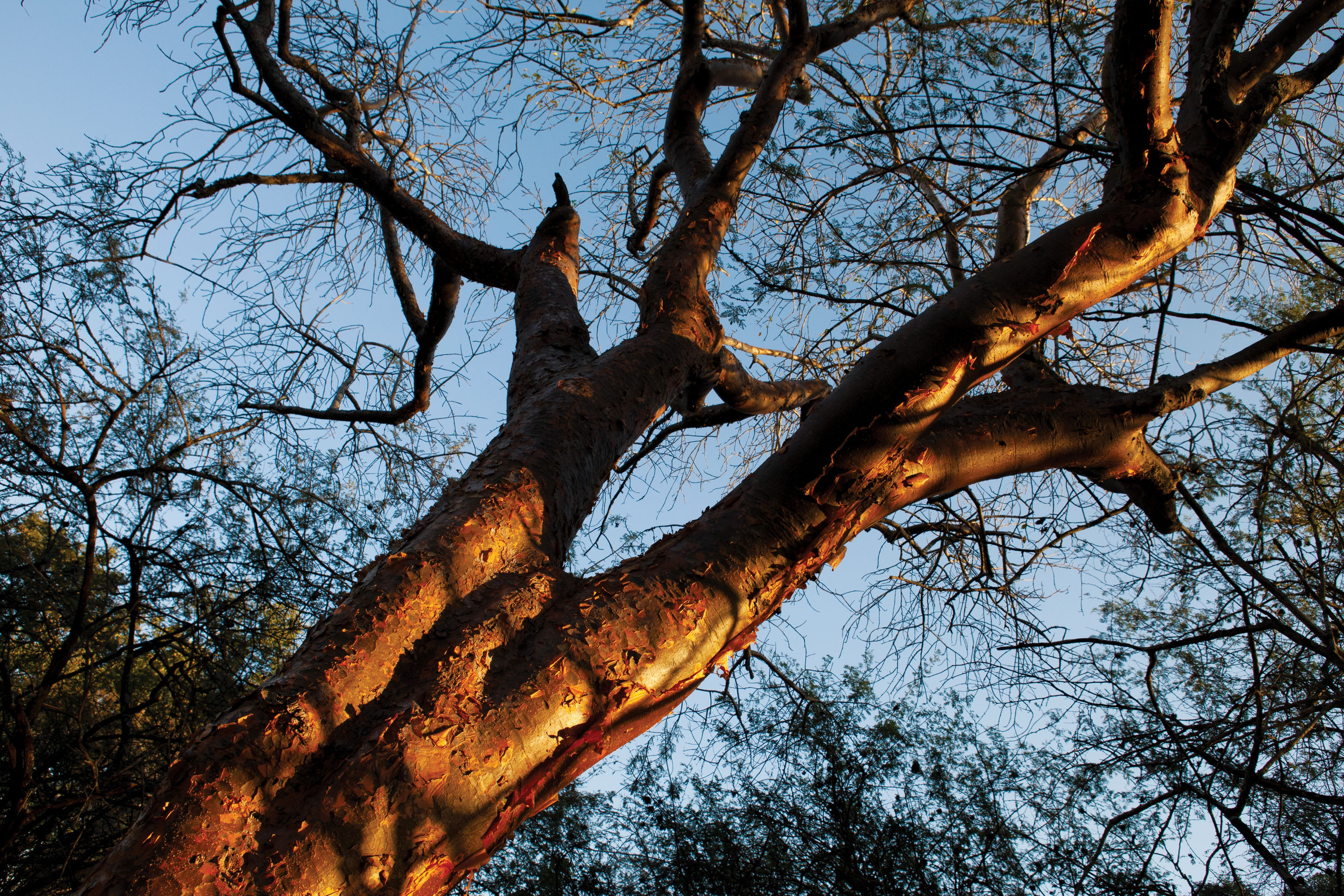 Cetshwayo&rsquo;s grave in Nkandla Forest is considered a sacred site for the isiZulu-speaking people, who hold him in high esteem...