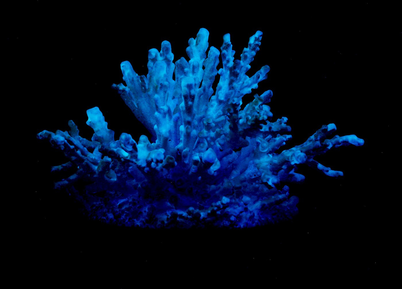 The sculptures Net (Rorschach) (2019) and Hybrid I (2020) explore the entanglement of human and animal ecologies, and the fatal...