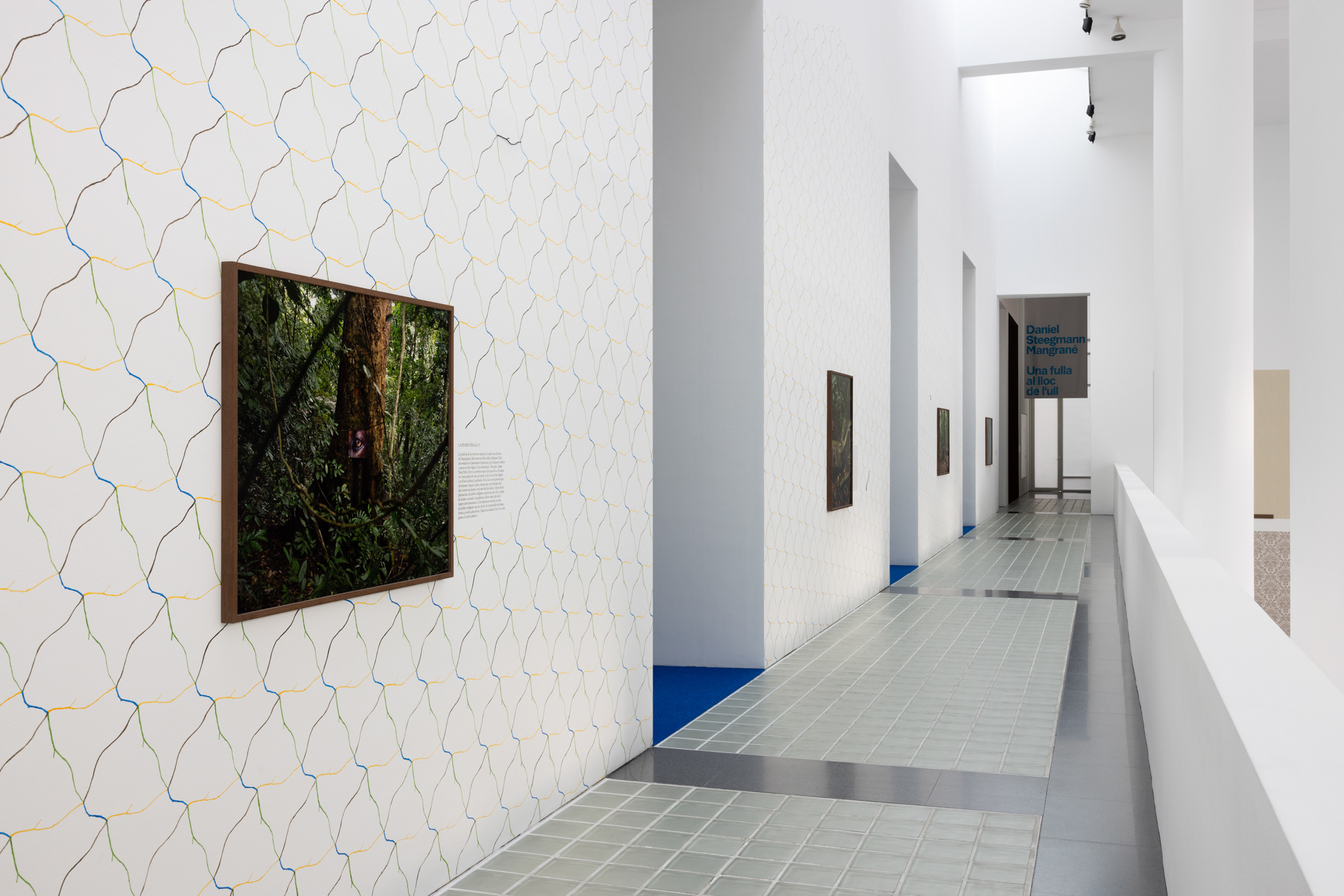 A Leaf Shapes the Eye Daniel Steegmann Mangrané