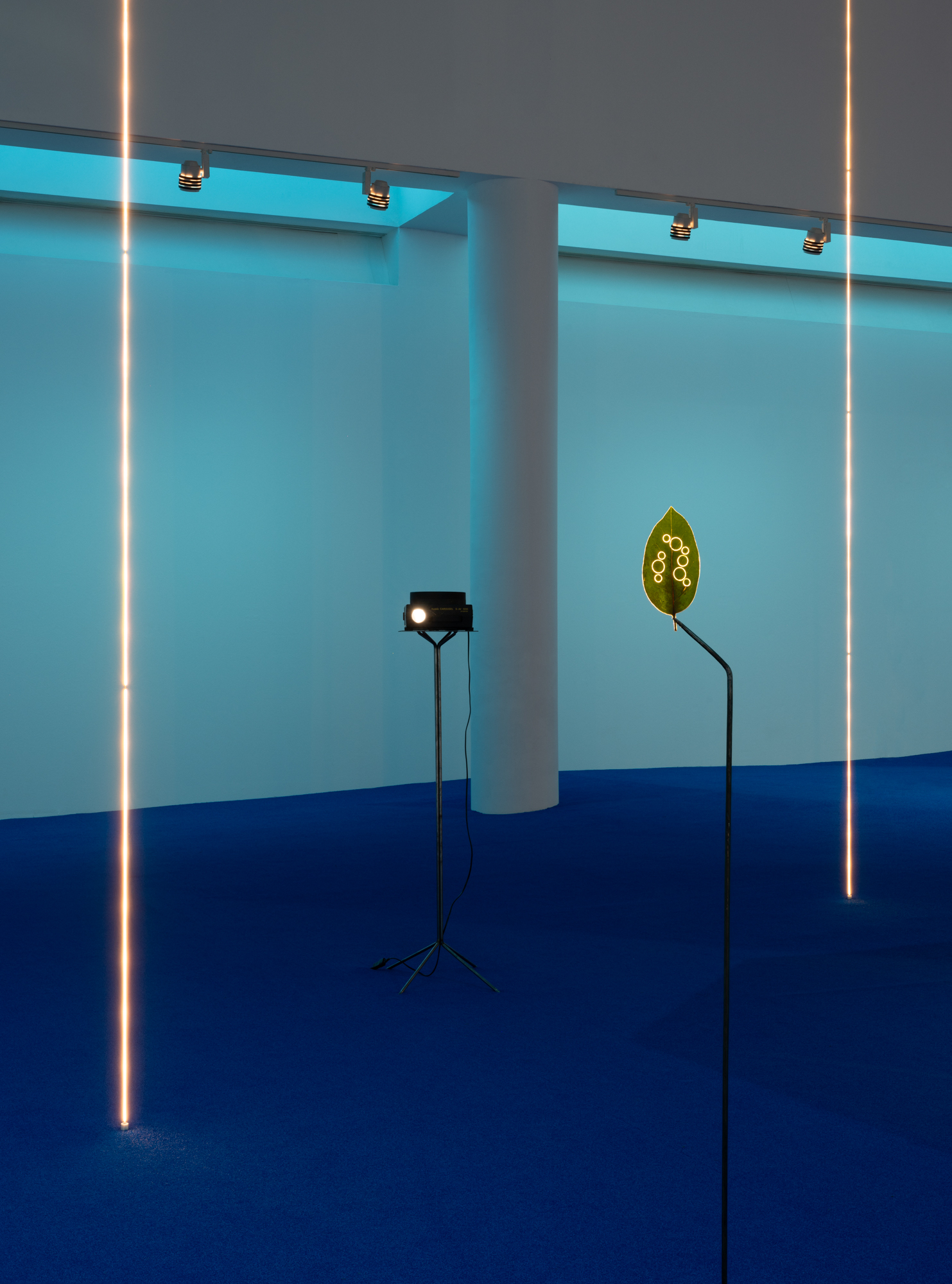 A Leaf Shapes the Eye Daniel Steegmann Mangrané