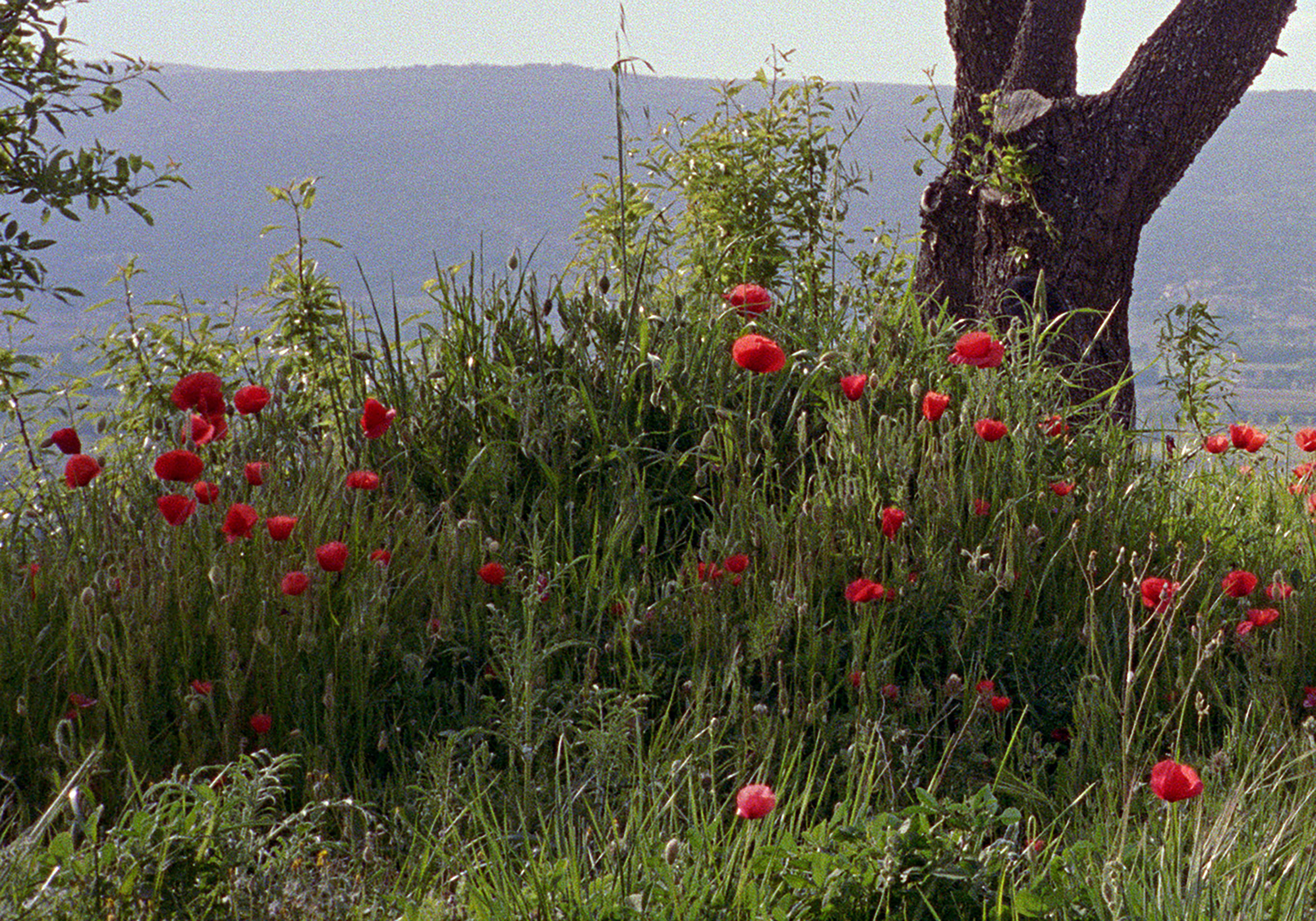 Torbj&oslash;rn R&oslash;dland, We Have Sinned So Greatly, 2024 - 2026