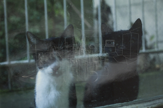 David Maljkovic | Vignettes