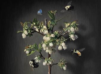 SUSAN McDONNELL, Bumblebees and Blueberry Blooms, 2026