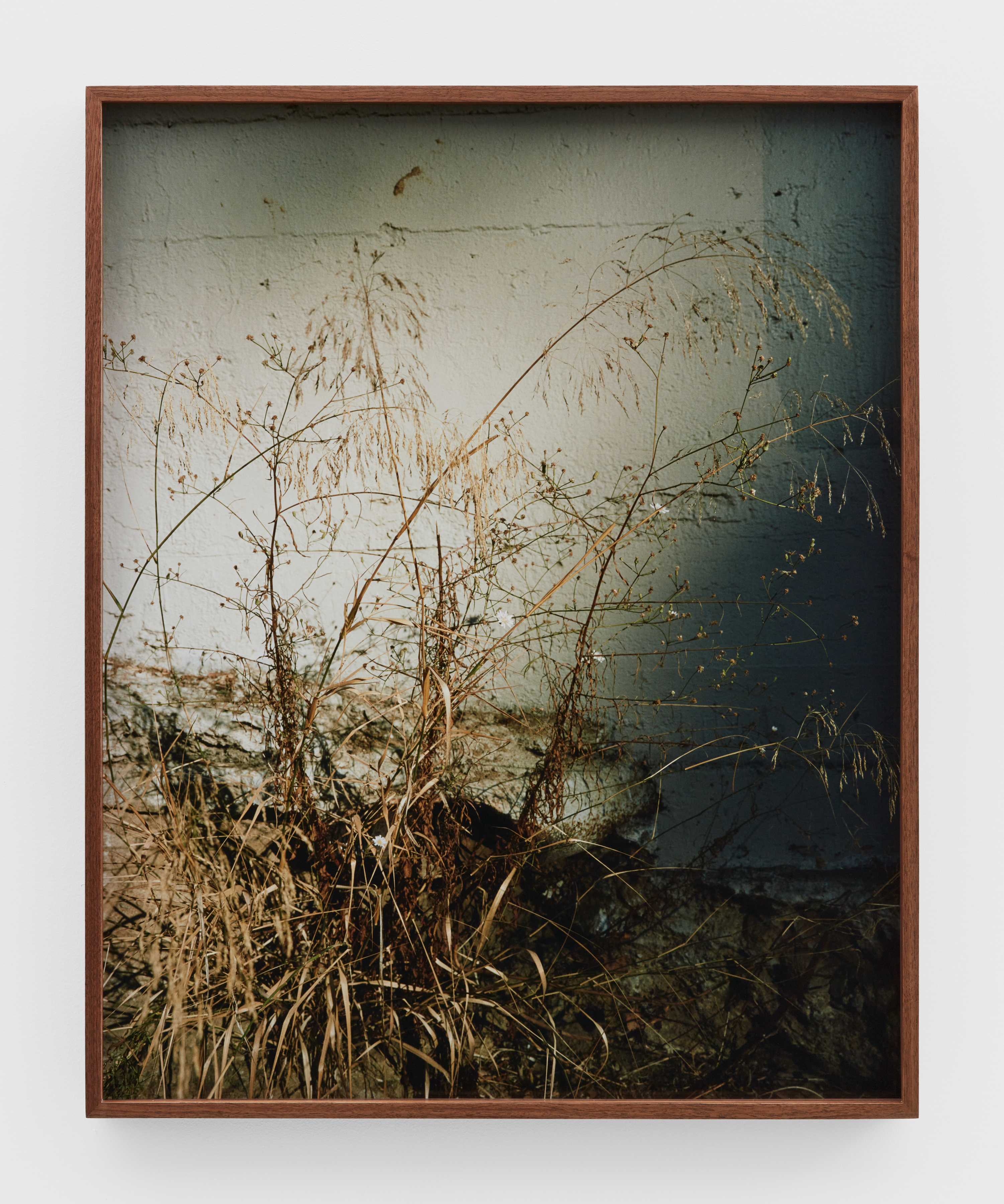 A framed photograph by Melanie Schiff of dried grasses in harsh sunlight against a cement wall. 