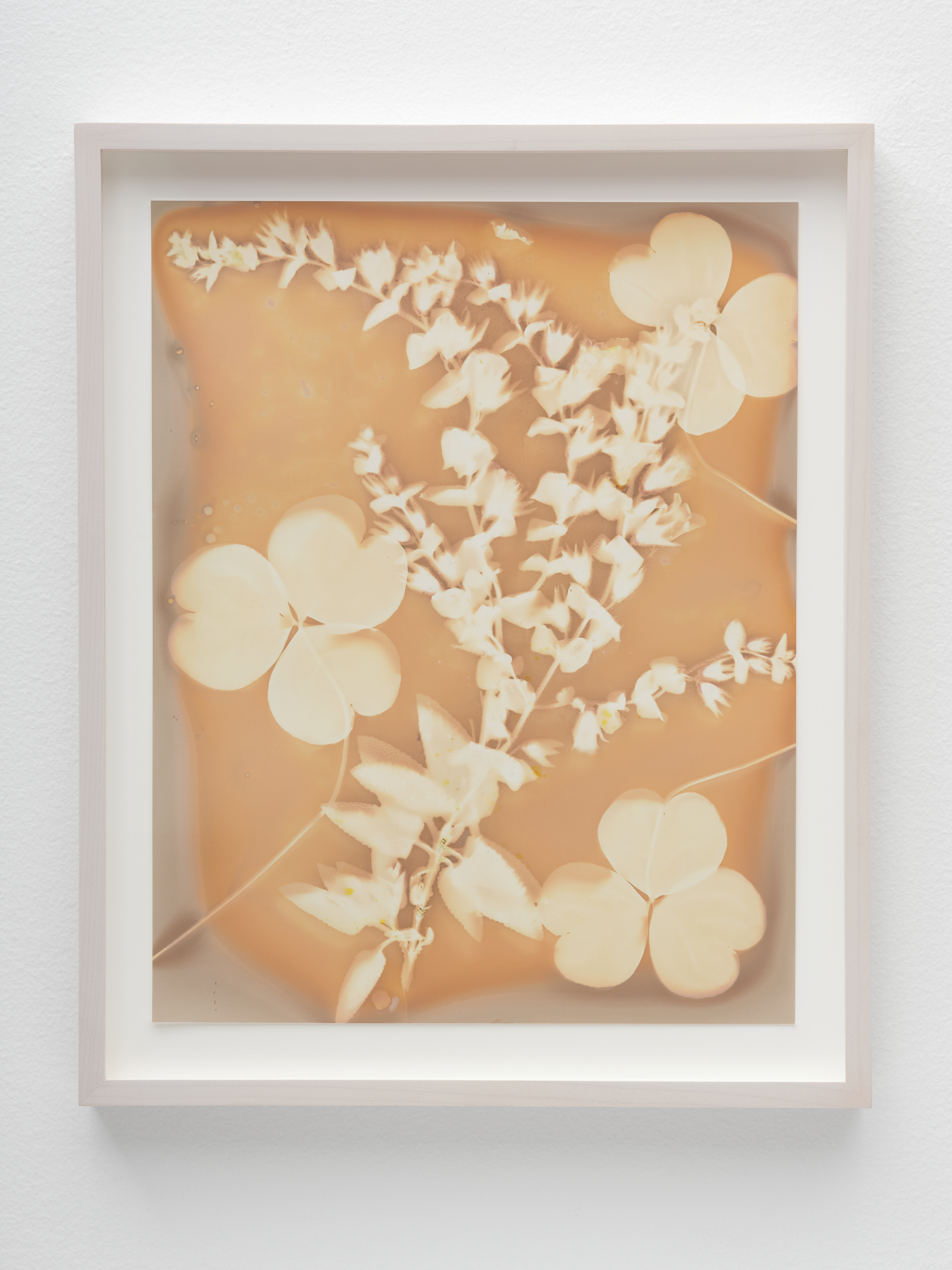 A lumen print by Lily Kwong of three clovers and shrubbery in soft beige hues.