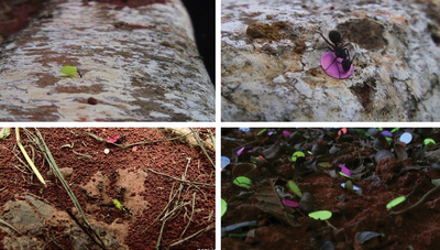 cao guimarães, quarta feira de cinzas, 2006