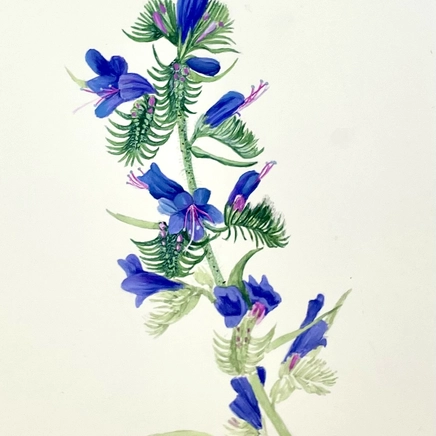 Ariane Fruit, Echium vulgare, 2024