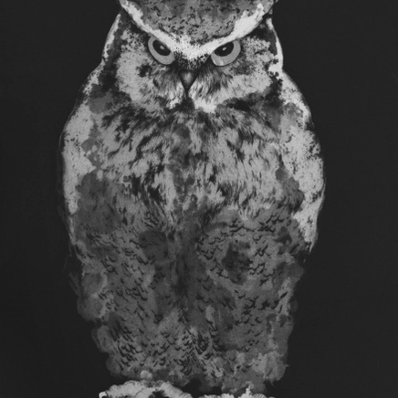 Marjan Seyedin, Hibou en pied 4, 2015