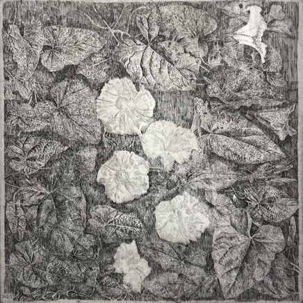 Charles Donker, Haagwinde (Convolvulus), 2025