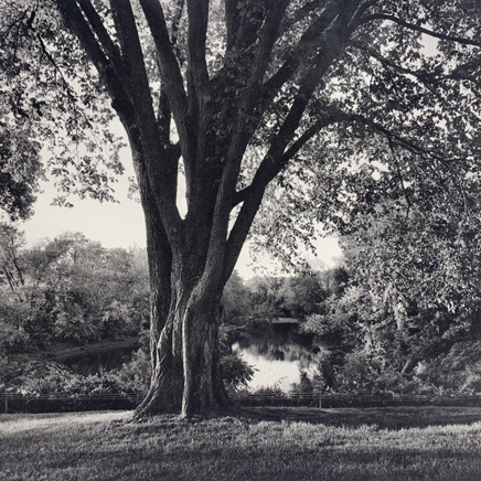 Jon Goodman, ELM TREE, CONFLUENCE HOUSATONIC & CONNECTICUT RIVERS, 2000
