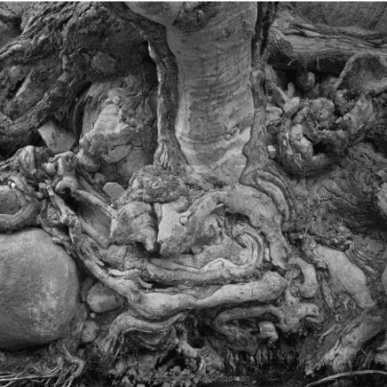 Jon Goodman, Cottonwood Root, Deer Creek, Grand Canyon, 2007 - 2009